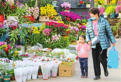 曹庄花卉市场春意盎然 吸引市民赏花买花